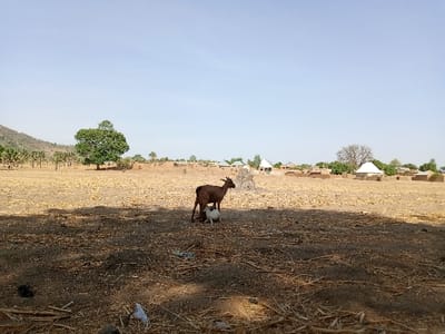 The image shows a dry, open field in Zum, Nigeria. The field is covered in dry grass and debris. A brown goat is standing in the field, facing towards the right side of the image. A smaller white goat is lying beside it. Several buildings can be seen in the background, with a cluster of trees to the left. The sky is clear and bright. The image was taken during the day. The image provides a glimpse into the rural life of Zum, Nigeria, showcasing the typical agricultural practices and livestock that are prevalent in the region.
