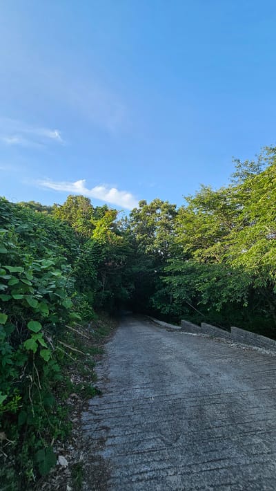A concrete pathway curves into a densely forested area under a bright blue sky with sparse white clouds. The pathway is textured with horizontal grooves, suggesting it is a road or a long ramp. Lush green foliage lines the left side of the path, with trees forming a thick canopy overhead, creating a shaded tunnel effect further down the path. On the right side of the path, a low brick wall runs parallel to the road. The scene appears to be in a natural or semi-natural environment, likely a park or a secluded road within the city.