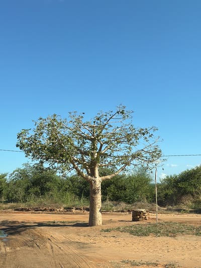 A landscape scene in Muitua, Mozambique. A large, leafless tree with a thick trunk dominates the view, set against a clear blue sky. A path runs alongside the tree, bordered by dense green vegetation. A structure made of stacked stones is visible near the path.