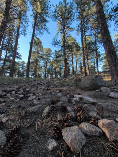 The image depicts a ground-level view of a pine forest with a clear blue sky overhead. The foreground is covered with pine cones, rocks, and dry pine needles. Tall pine trees dominate the background, with their trunks reaching upwards and their branches forming a canopy. The lighting suggests it is daytime, possibly late afternoon, as indicated by the long shadows. The scene appears to be an outdoor natural environment, likely a hiking trail or wooded area. Based on the characteristic flora and terrain, this scene is consistent with the foothills of Boulder, Colorado, United States. There are no people or animals visible in the image.