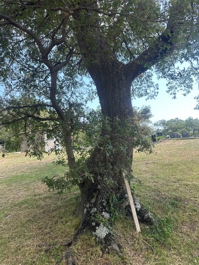 The image depicts a large, old oak tree in a grassy, outdoor setting. The tree's trunk is thick and gnarled, with visible bark texture and some lichen growth. A light-colored wooden plank is propped against the base of the trunk, suggesting some form of support or temporary measure. The tree's branches are spread wide, covered in green leaves, and reach towards a bright, possibly daytime sky.
In the background, beyond the tree, there appears to be a field or lawn with more trees further in the distance. There are also several dark rectangular shapes visible in a row, which could be headstones in a cemetery. A light-colored, possibly concrete structure is also partially visible among the trees.
The lighting suggests it is daytime, with the sun casting a bright light. The overall scene appears to be peaceful and natural, with the focus primarily on the grandeur of the old oak tree. No people are visible in the image. There is no discernible text in the image.