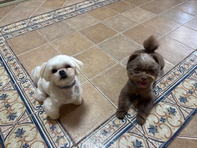 Two small dogs, one white and fluffy and the other brown with a fluffy tail, are sitting on a tiled floor. The white dog is looking directly at the camera, while the brown dog has its mouth open as if panting and is also looking towards the viewer. The floor is tiled with large, square, tan tiles, and a decorative border runs along the edge of the tiles. The scene appears to be indoors. The image is from Новоархангельское, Russia.