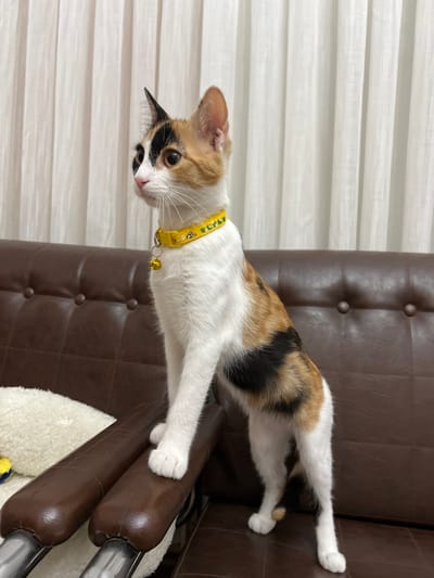 A calico cat with white, brown, and black patches and a yellow collar with a bell is standing on a brown leather couch. The cat is looking to the left. Behind the cat is a white curtain. The image was taken indoors, in a domestic setting. There is no information available about the location in the city of Ümraniye, Turkey.