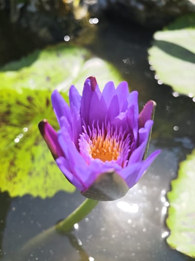 A close-up shot captures a vibrant purple water lily partially submerged in murky water. The lily's petals are unfurled, revealing a bright orange center. Several large, green lily pads surround the flower, some with dark splotches. The water's surface is dappled with sunlight, creating bright, circular reflections. The scene is likely located in a pond or water garden, possibly within the city of Phan Rang – Tháp Chàm, Vietnam, given the context. The image focuses solely on the natural beauty of the water lily and its aquatic environment, with no people or other subjects present.