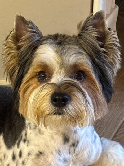 A close-up, head-on shot shows a small dog with tri-colored fur, consisting of black, tan, and white. The dog's ears are erect and pointed, with the outer edges appearing darker than the inner parts. Its eyes are dark brown and seem to gaze directly at the viewer. A black nose is prominent on its snout, surrounded by tan and white facial hair. The dog's body, visible in the lower portion of the image, is covered in a white coat with distinct black spots. The background is a neutral, light brown, suggesting an indoor setting. The provided location, "Затишье Снт, Russia," does not appear to be directly depicted or inferable from the visual content of the image itself.
