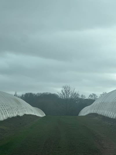 The image depicts an agricultural scene in Invergowrie, United Kingdom, under an overcast sky. Two large, ribbed poly tunnels, covered with white translucent sheeting, flank the view, curving inwards from the left and right foregrounds. They rest on dark earth mounds, with a path of mixed dark soil and sparse green vegetation leading between them into the midground. In the background, a dense line of predominantly bare deciduous trees stretches across the horizon, with a prominent, leafless tree positioned centrally. No individuals, actions, or specific objects beyond the structures and natural elements are visible. The overall impression is one of cultivation in temperate conditions.