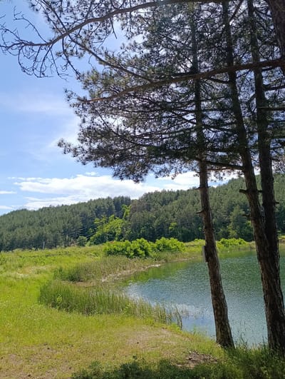 The image shows a serene natural landscape likely located in the vicinity of Nevestino, Bulgaria. The foreground is dominated by the trunks of several tall pine trees, their branches and needles obscuring parts of the sky and a backdrop of dense green forest. Below the trees, lush green grass and reeds line the edge of a calm, green body of water, likely a lake or reservoir. The water reflects the sky and the surrounding trees, creating a textured surface. Beyond the water, a gently sloping hill is covered in a thick carpet of coniferous trees. The sky above is a bright blue, punctuated by scattered white clouds. There are no people or animals visible in the scene, and no human-made structures are prominently featured, aside from what appears to be a small, rectangular metallic object attached to one of the tree trunks. The overall impression is one of natural tranquility.