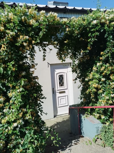 In Nicorești, Romania, a pale blue door with a diamond-shaped glass pane is partially obscured by lush green foliage and yellow and white honeysuckle flowers forming an archway. The door is set within a light-colored wall, and to the left, a small mailbox is visible below the glass pane. Steps lead down from the foreground, flanked by a light blue concrete structure with a red railing. Sunlight casts shadows across the steps and surrounding vegetation. The scene is outdoors, with a clear blue sky and a building with a dark roof visible in the background.