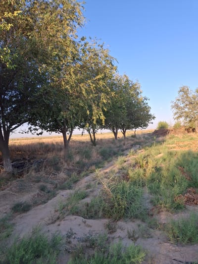 The image depicts a rural scene on a clear day, likely in Ko`kdala, Uzbekistan, characterized by a dry, grassy landscape with several trees. The foreground features sandy soil sparsely covered with low-lying green vegetation. Further back, a line of deciduous trees with dense green foliage stands prominent, casting shadows on the dry, yellowed grass and debris beneath them. The background reveals a flat, open field stretching towards a hazy horizon, with a few more scattered trees and a small mound of earth covered in vegetation on the right. The sky is a vibrant, cloudless blue. A solitary figure, appearing as a dark silhouette, is visible walking in the distance amidst the trees and field. The overall impression is one of a natural, arid environment bathed in soft sunlight.
