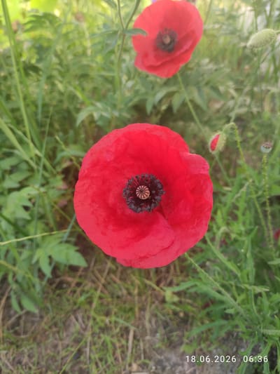 The image displays a close-up view of red poppies in a grassy field. The main subject is a large, fully bloomed red poppy in the foreground, with its dark center and delicate petals clearly visible. To the upper right, another red poppy is partially visible, appearing slightly out of focus. In the background, green foliage and grass create a natural setting. There are also poppy buds and seed pods visible on thin stems. The timestamp "18.06.2026 06:36" is present in the lower right corner of the image, indicating the date and time the photograph was taken. The overall scene suggests a natural outdoor environment, potentially a meadow or garden, in Ivankiv, Ukraine, given the context. No people are present in the image, and no specific actions or interactions are depicted. The environment is characterized by lush green vegetation and the vibrant red of the poppies.