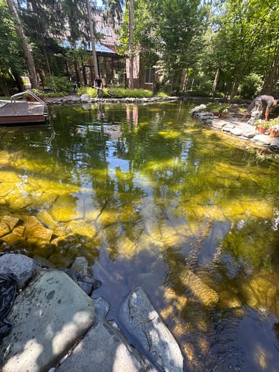 The image shows a man standing by a pond in a garden setting. The pond is surrounded by rocks and trees, and a house with large windows is visible in the background. The man appears to be tending to some potted plants on the edge of the pond. The water in the pond is murky green, reflecting the surrounding trees and sky. Sunlight filters through the trees, creating dappled patterns on the water's surface. A wooden dock with metal railings is also visible on the left side of the pond. The scene appears to be set on a sunny day. There is no visible text in the image.