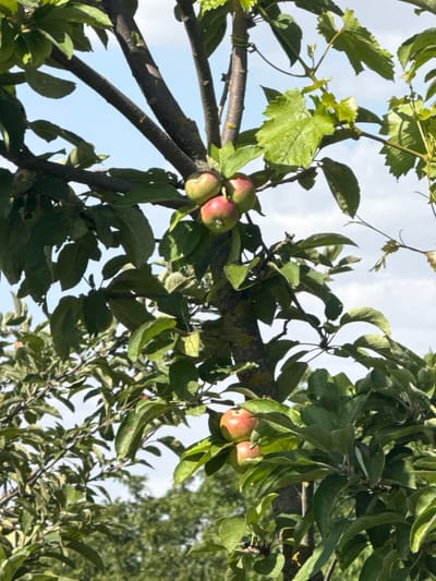 This is a photograph taken outdoors, looking up into an apple tree. The image is filled with the dense green foliage of the tree, with several apples visible on the branches. The apples are round and appear to be in various stages of ripeness, with some showing a blush of red and others more green. The branches of the tree are dark and gnarled, providing a textured contrast to the soft leaves.

The background is a bright, hazy sky, suggesting it is daytime, likely sunny or partly cloudy. The light filtering through the leaves creates dappled patterns of light and shadow on the branches and fruit. The overall impression is one of a natural, rural setting, consistent with the provided location context of Trudovoy, Russia, likely during the late summer or early autumn when apples are typically harvested. There are no people or visible text in the image. The focus is entirely on the fruit-bearing branches of the apple tree.