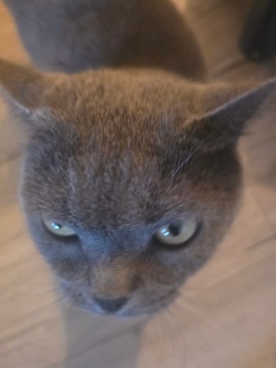 A close-up, tilted image focuses on the head of a grey cat. The cat's face is primarily in focus, with its yellow-green eyes appearing sharp. The background is a blurry, light-colored surface, possibly a wooden floor. The scene does not provide any clues for location.