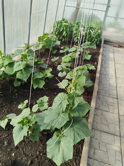 In a greenhouse located in Novostroika, Russia, rows of young cucumber plants are growing in dark soil. White strings are tied to the plants, serving as trellises. Beyond the cucumber plants, a row of pepper plants can be seen. The greenhouse has a transparent, possibly polycarbonate, roof and walls. A pathway made of interlocking gray concrete pavers runs along the right side of the greenhouse. The overall scene depicts agricultural cultivation within a controlled environment.