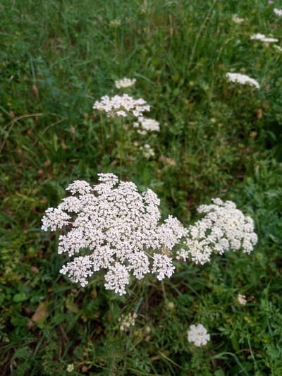 The image depicts a close-up, eye-level shot of wild Queen Anne's lace flowers in a grassy area. The flowers are white and clustered in large, intricate umbels, with smaller individual blossoms forming a delicate lace-like pattern. They are set against a backdrop of lush green grass and foliage, which appears slightly out of focus, suggesting a shallow depth of field. Several other smaller white flower clusters are visible in the background, also partially obscured by greenery. The scene is natural and outdoors, with no artificial elements or human presence evident. The lighting appears to be natural daylight, casting soft shadows. The overall impression is one of a peaceful, natural setting, possibly a meadow or a roadside verge. There is no specific indication of location within the city of Zarkent, Uzbekistan, beyond it being an outdoor, natural environment.