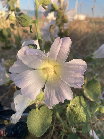 A close-up, eye-level shot captures a delicate, pale purple hollyhock flower in bloom, its petals gently unfurling towards a soft, golden light. The center of the flower is a vibrant yellow, with numerous stamens clustered together. The flower is part of a plant with a fuzzy green stem and a few green buds still closed. Below the main bloom, another partially visible white hollyhock flower can be seen. The background is softly blurred, showing dry, golden grass and a hint of blue sky, suggesting an outdoor setting. The lower left corner of the image shows a dark, indistinct object, possibly a piece of trash or debris, and a textured green leaf. The overall impression is one of natural beauty bathed in the warm glow of what appears to be early morning or late afternoon light, likely in a field or garden area, possibly near the coast in Balâ, Turkey, given the hints of distant structures and the possibility of coastal flora.