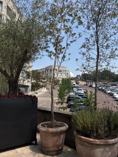The image depicts an outdoor scene in Ciudad López Mateos, Mexico. In the foreground are two large terracotta pots containing trees or bushes. A black, rectangular structure is partially visible near the bottom of the frame, adorned with red foliage. In the background, there's a parking lot filled with numerous cars, mostly light-colored. Behind the parking lot is a modern building with multiple windows and some greenery. The sky is partly cloudy, and the image is taken from a low angle, looking upward.