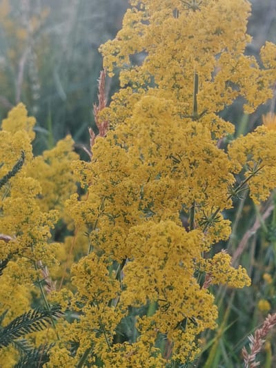 The image displays a close-up view of a plant with numerous small yellow flowers and green stems, set against a blurred background of green foliage and dried grasses. The focus is on the intricate detail of the flowering plant. The image was captured in Kubina, Russia.
