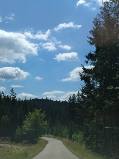 The image depicts a winding asphalt road passing through a dense coniferous forest. The road curves to the right as it moves away from the viewer, bordered by grassy verges. In the foreground on the right, a tall, dark green coniferous tree stands prominently. The background is dominated by a vast expanse of dark green trees forming a dense forest that stretches across a rolling landscape. The sky above is a bright blue, dotted with scattered white, puffy cumulus clouds. The scene is one of a natural, rural environment, possibly in a mountainous or hilly region, given the dense tree cover and undulating terrain. The time of day appears to be daytime, likely late morning or afternoon, due to the brightness of the sky and the shadows cast.