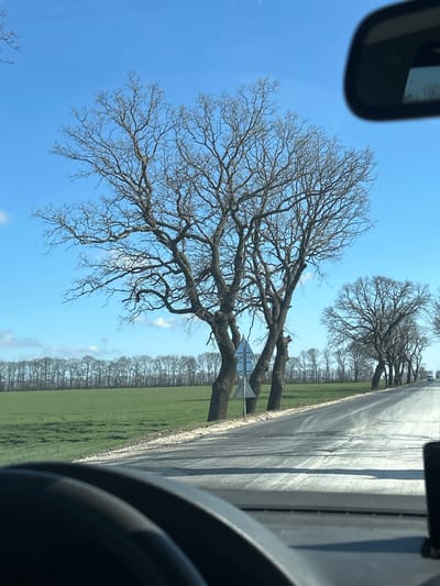 The image depicts a rural road in the vicinity of Senokos, Bulgaria, viewed from the interior of a vehicle. The foreground features the top segment of a dark-colored steering wheel on the lower left and the bottom edge of a rearview mirror on the upper right. The scene is dominated by a clear, light blue sky with minimal cloud cover.
To the right of the asphalt road, a line of large, bare deciduous trees with dark, gnarled branches extends into the distance. A cluster of these trees, with multiple trunks, stands prominently in the midground directly adjacent to the road. Attached to a pole near these trees are two inverted triangular traffic signs, white with red borders, stacked vertically, typically indicating "give way" or "yield."
To the left of the road, a vast, flat field of vibrant green crops stretches to the horizon. A distant line of uniformly sized bare deciduous trees forms the far horizon line above this field. The two-lane road, showing areas of lighter-colored surface residue, curves gently to the right as it recedes. In the far distance along the road, two faint vehicles are visible. The overall environment suggests a late winter or early spring setting due to the leafless trees and green ground cover. No individuals are visible.