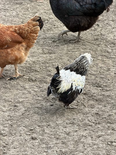 The image shows three chickens in an outdoor, dirt-covered area. One chicken, predominantly brown, is on the left side of the frame, with its back and tail feathers visible. In the center, a chicken with black and white patterned feathers is facing away from the camera. A third chicken, mostly black, is partially visible in the upper right corner, with its legs and feet on the ground. The ground is composed of dry, uneven dirt with some small stones and debris. The setting appears to be a farmyard or an enclosure for poultry. The location in the city of Melick, Netherlands, is not evident from the image itself, and no further details regarding this specific location can be extracted.
