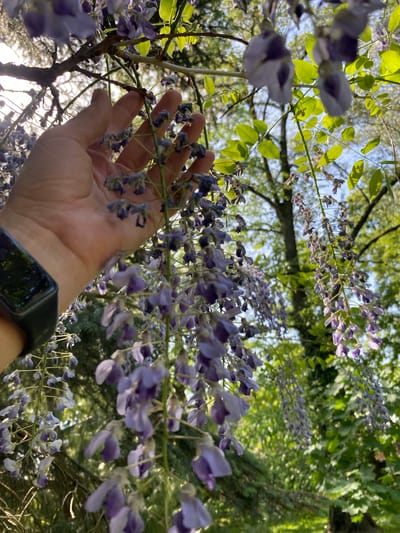 A person's hand with a black smart watch is reaching up to touch the purple wisteria flowers that are hanging down. The background is a mix of green leaves, tree branches, and a hazy blue sky. The location is Wielka Wieś, Poland.