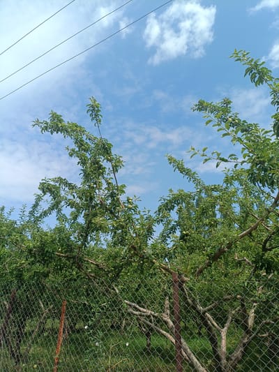 In Kojo-Aryk, Kyrgyzstan, on a bright day, a close-up shot captures a dense apple orchard viewed through a chain-link fence. The trees, laden with developing green apples, have gnarled branches that twist and turn, supported by wooden stakes. The sky above is a vibrant blue, dotted with fluffy white clouds, and a series of power lines stretch across the upper portion of the frame, hinting at the edge of the orchard. The foreground is dominated by the diamond-shaped mesh of the fence, with a rusty metal post visible to the left and a wooden post on the right, anchoring the fence line. The lush green foliage of the apple trees, along with the surrounding grass and undergrowth, create a vibrant, natural scene.