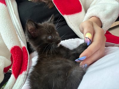 A black kitten is cradled in the crook of a person's left arm. The person is wearing a white and red fleece jacket. The person's hand is visible, with long, colorful nails. The scene appears to be indoors. There is no evidence to suggest the location is Bratia Kunchevi, Bulgaria.