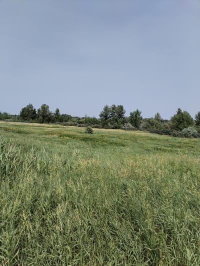 This is an outdoor, eye-level, full shot of a grassy field with a treeline in the background under a clear, pale blue sky. The field occupies the majority of the frame, with tall, green grass and some lighter, dried grass blades in the foreground. A dense treeline consisting of various shades of green trees and some lighter colored shrubs stretches across the horizon. The sky is a uniform, pale blue with no visible clouds. The scene appears to be a natural landscape. There are no people or animals visible in the image, and no objects or structures are present. The location is identified as being in the city of Pad', Russia.