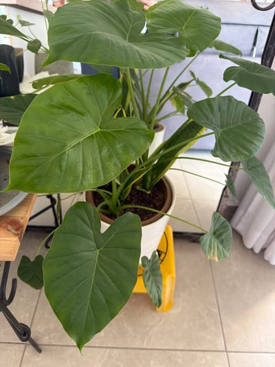 An indoor scene features a large potted plant with broad, heart-shaped green leaves and a snake plant behind it. The plants are in a white ceramic pot situated on a yellow plastic stand. The background consists of a tiled floor, a white curtain, and a metal stand. The image appears to have been taken in Sderot, Israel, though no specific landmarks are visible.