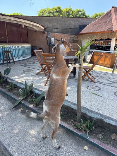 A brown and white goat is standing on its hind legs, reaching to eat leaves from a small tree. The goat is in the foreground of the image, facing away from the camera. In the background, there is an outdoor seating area with wooden tables and chairs. There is also a building with a thatched roof and a sign that reads "THE EXILE KITCHEN". The location is an outdoor restaurant in Bali, Indonesia, which is a popular tourist destination. The lighting suggests it is daytime.