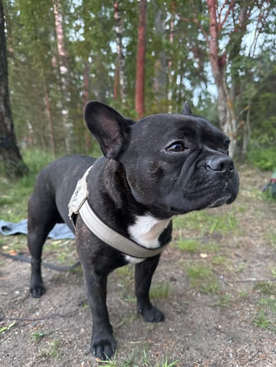 A black French bulldog wearing a light-colored harness stands on dirt and grass in a wooded area. The dog's head is turned to the right, with its mouth slightly open. The background consists of trees with light-colored bark and green foliage. A gray blanket is visible on the ground to the left of the dog. There is no indication of the city of Bolshaya Izhora, Russia in the image.