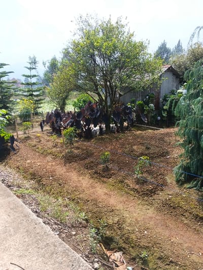 This image captures a vibrant garden or cultivated plot in Kolwara, Papua New Guinea, under bright daylight. No people are visible in the scene.

In the foreground, a concrete edge runs along the bottom left, alongside a shallow dirt path or trench containing sparse weeds and some dried organic debris. The main midground features a large area of reddish-brown, recently tilled soil, indicating cultivation. Scattered within this area are several small, green plants, possibly young seedlings. Blue strings are strung horizontally across this plot, attached to small wooden stakes, suggesting a layout for planting or a temporary boundary.

Towards the center and mid-background, a prominent leafy green tree stands, partially obscuring a rustic shed made of corrugated metal and wood on the right. Directly in front of this tree and extending leftwards is a dense cluster of plants with large, dark, possibly purplish-black leaves, resembling tropical foliage like taro. To the right of the shed, some white flowering plants, possibly hydrangeas, are visible. On the far right, a tall, feathery evergreen tree frames the scene.

The left side of the background reveals several tall, conical evergreen trees, resembling Norfolk Island pines, with some yellow flowering shrubs beneath them. A glimpse of a house roof can be seen in the distant background on the left. The sky, visible at the top, is bright and clear, indicating a sunny day, likely midday or early afternoon, given the strong, clear illumination. No text is visible in the image.
