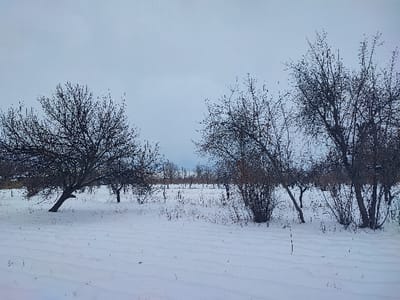 The image displays a winter landscape in Khidirsho, Uzbekistan, under an overcast sky. The ground is uniformly covered in a layer of white snow. Numerous deciduous trees, bare of leaves, are distributed across the scene. A large tree on the far left leans distinctly to its right. In the mid-ground, a cluster of smaller, denser trees or bushes with exposed branches is visible towards the right. Additional bare trees are discernible further in the background, extending across the flat, snow-covered terrain. The sky is a consistent light gray, indicating full cloud cover. No individuals, animals, or specific actions are present in the frame.