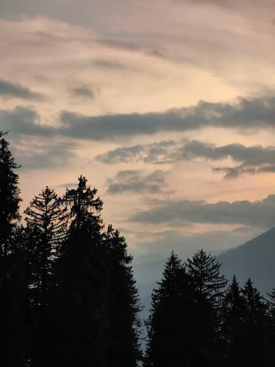 The image shows a silhouetted forest of coniferous trees against a dusky sky. The sky is filled with layers of clouds, with a soft, diffused light suggesting either sunrise or sunset. The clouds are a mix of grays and pale pinks, with some streaks of darker gray. In the background, misty layers of mountains can be seen, fading into the distance and hinting at a vast landscape. The trees are dark and dense, with their sharp, pointed tops clearly outlined against the lighter sky. No people or specific structures are visible. The overall impression is one of natural, serene beauty. The prompt states the location is in the city of Aleo, India, though this is not visually ascertainable from the image itself.