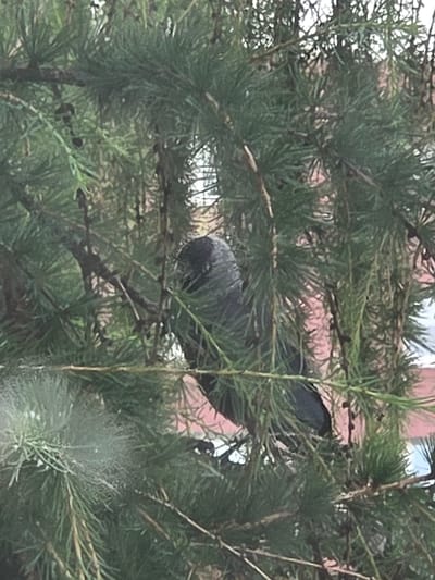 A bird is perched in the branches of a conifer tree. The bird is dark gray or black and is partially obscured by the dense green needles of the tree. The background shows a blurry pinkish structure, possibly a building. The image appears to have been taken outdoors during daylight. The setting is likely a natural or garden environment in Širvintos, Lithuania. There is no visible text.