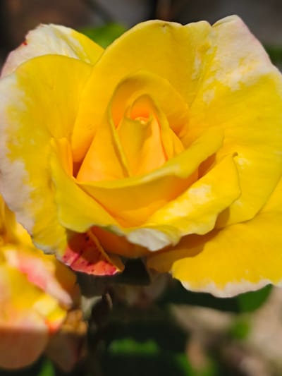 A close-up, high-angle photographic capture depicts a single, partially unfurled yellow rose in bloom within the city of Терновский округ, Ukraine. The central and dominant subject is the rose, characterized by numerous overlapping petals displaying a gradient from a vivid, saturated yellow at its core to paler yellow and white margins on its outer petals. Subtle streaks and patches of white are visible on the surface of some yellow petals. Additionally, faint reddish-pink pigmentation, appearing as mottling or spotting, is present on the undersides or edges of some outer petals, particularly noticeable on the lower-left and lower-right quadrants of the flower. Several small, spherical water droplets are discernible on the surfaces of some petals, indicative of recent moisture. The background is rendered with a shallow depth of field, presenting as an indistinct blur of dark green foliage and brown earth tones, with a hint of another out-of-focus yellow-orange bloom visible in the lower-left periphery. No individuals or discernable actions are present in the frame. The lighting suggests natural illumination.