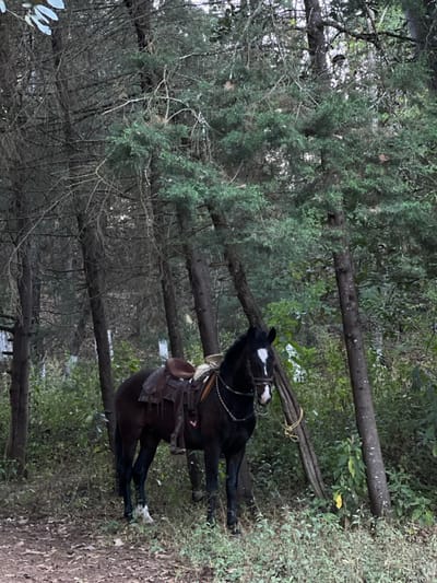 A horse with a saddle stands near trees in a forest. The horse has a dark coat with white markings on its face and legs. A bundle of sticks is tied on the horse's back. The surrounding area is wooded with a mix of evergreen trees and foliage. The ground is covered with leaves and dirt. The light is diffused, suggesting an overcast day.