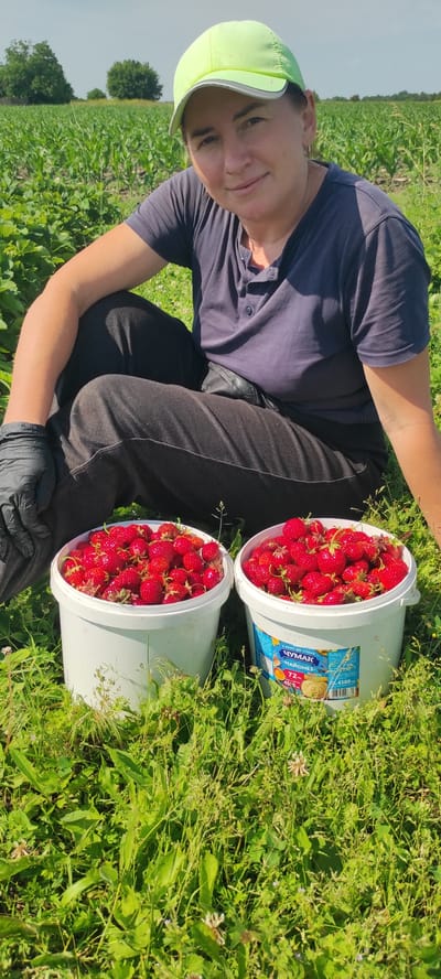 The image shows a woman wearing a neon green cap and a dark blue t-shirt, crouching in a grassy field, likely in Kobeliachok, Ukraine. She is wearing black gloves and black pants. In front of her are two white buckets overflowing with fresh strawberries. The background reveals a lush green field, possibly a farm with crops, and trees in the distance. The lighting suggests it is a sunny day. The woman is looking towards the camera with a slight smile. The overall scene depicts a harvest or a moment of rest during a strawberry picking activity.