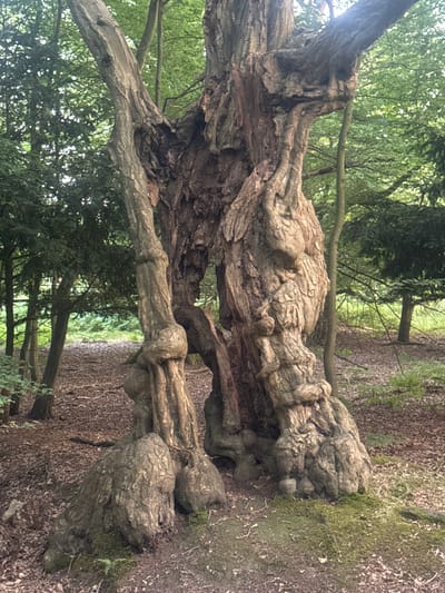 The image displays a close-up, eye-level view of an ancient, gnarled tree with a hollowed-out center, set within a forest environment. The tree's bark is deeply textured and furrowed, with a reddish-brown hue. The trunk is split, revealing a dark, cavernous interior. Large, bulbous roots emerge from the base of the tree, covered in patches of green moss. The ground surrounding the tree is covered in fallen leaves and twigs. In the background, a dense canopy of green foliage from other trees is visible, with shafts of natural light filtering through. The setting appears to be a woodland or park area. The specific location in Brentwood, United Kingdom is not discernible from the visual information provided. There are no people or animals present in the image. The overall atmosphere is one of age and natural decay.