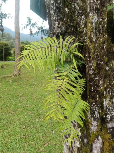 Ferns cling to the side of a tree trunk, their bright green fronds contrasting against the rough bark and patches of moss. The leaves display rows of small, dark spots, likely spores. A green lawn stretches out to the left, dotted with the occasional fallen leaf. Tall trees, including palm trees, stand in the background, leading to a hazy mountain range in the distance. A small road can be seen beyond the lawn.