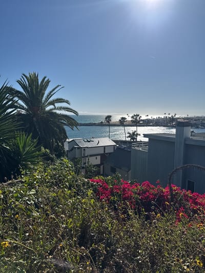 The image captures a sunny day at Newport Beach, California. The scene overlooks a body of water, likely the Pacific Ocean or Newport Harbor, with a breakwater visible in the distance. Several palm trees are present both along the coastline and closer to the viewer on the hillside. The foreground is filled with a variety of plants, including bougainvillea with bright pink flowers. Houses are nestled on the hillside, partially obscured by the vegetation. The sky is clear and blue.