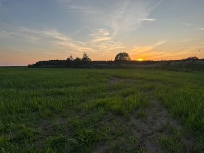 This image depicts a pastoral scene at sunset in Сорвино, Russia. The frame is oriented vertically, with the ground appearing at the top and the sky at the bottom. The upper portion of the image shows a field of lush green grass with patches of dark, damp soil, suggesting recent rain or a moist area. The grass is tall and somewhat wild, with blades bending and swaying.
The lower part of the image captures a serene sunset. The sun, a bright orange orb, is partially obscured by the silhouette of a treeline that spans the horizon. The sky transitions from warm hues of orange and yellow near the sun to lighter shades of blue and gray further up, with wispy white clouds adding texture. The treeline is dense, with individual trees discernible against the vibrant sky. The overall mood is peaceful and tranquil, evoking the quiet beauty of a rural evening. No people, objects, or text are visible in the image.