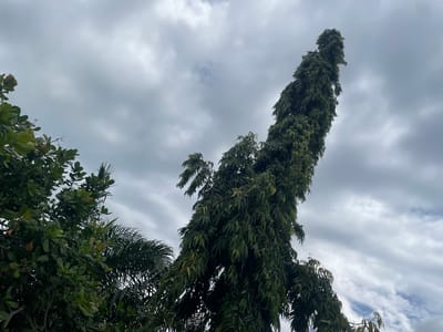 The image shows a close-up, upward-facing view of lush green trees against a cloudy sky. The perspective is from below, looking up into the canopy of foliage. The trees appear to be a mix of different types, with one dominant tree trunk that is long and columnar, covered in dense, feathery green leaves. To the right, another tree with broader leaves is visible, also contributing to the dense greenery. The leaves are a vibrant green, with some lighter green and yellowish hues suggesting new growth or sunlight filtering through.

The sky is overcast, with thick, grey clouds that fill most of the frame. There are some lighter patches in the sky, indicating diffused sunlight. The overall impression is of a natural setting, possibly a park or a garden, under a somewhat moody sky. The lighting suggests it is daytime, likely afternoon, given the overcast conditions. There is no text or people visible in the image. The scene evokes a sense of natural abundance and tranquility, with the focus on the textures and layers of the foliage against the muted backdrop of the sky. The image does not provide specific details about an activity or event, but rather captures a still moment in nature.
