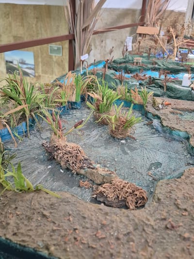 The image depicts a diorama representing a natural environment, likely a wetland or shoreline. There are artificial grasses, simulated water with a textured surface, and terrain resembling soil or mud. Various plants and root-like structures are placed throughout the diorama, suggesting a marshy or riparian ecosystem. The construction appears to be on a table or surface indoors, with parts of a room visible in the background, including a window, walls, and wooden beams. Given the presence of Srebarna, Bulgaria in the context of the request, the diorama potentially represents a scene from the Srebarna Nature Reserve, known for its diverse birdlife and wetland habitat.