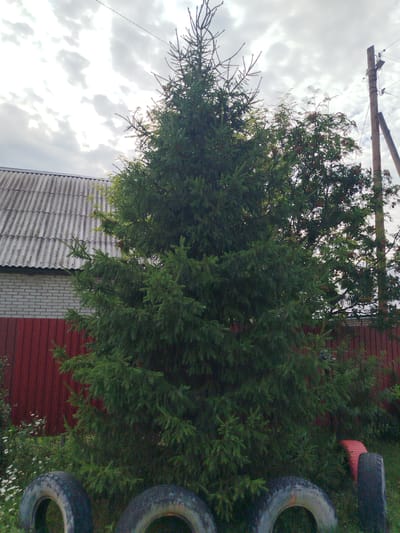 A large, dense evergreen tree dominates the center of the frame, its branches reaching upwards towards a cloudy sky. To the left of the tree, a section of a building is visible, featuring a grey, corrugated metal roof and a white brick wall below, separated by a red wooden fence. The fence extends to the right, partially obscuring another tree with clusters of small reddish berries. In the foreground, four tires are placed on the ground, three of them fully visible and one partially obscured. One tire on the far right appears to be painted red. A wooden utility pole with wires and insulators stands on the right side of the image. The ground is covered in grass and some small white wildflowers are present near the fence on the left. The scene appears to be in a rural or suburban outdoor setting.