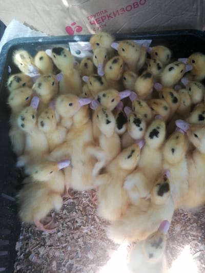 A shallow, black plastic container holds a multitude of fluffy, yellow ducklings, densely packed together. Their downy feathers are interspersed with small black markings on their heads and bodies. Many of the ducklings have pink beaks and their tiny feet are visible at the bottom of the container. The container is filled with a bedding of wood shavings, which are also scattered around the edges. In the background, a cardboard box with Cyrillic lettering that reads "ГРУППА ЧЕРКИЗОВО" is partially visible, indicating the location as Lagerevo, Russia. The lighting suggests an outdoor or well-lit indoor environment.