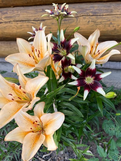 This media file showcases a cluster of lilies in full bloom, set against a backdrop of natural elements and rustic wooden logs. The subjects are the lilies themselves, with two distinct varieties: some are a soft, creamy peach color, adorned with delicate dark speckles, while others are a striking deep burgundy with white edges. Their petals are gracefully unfurled, revealing their intricate centers.
The scene is a garden, indicated by the surrounding lush green foliage and the textured ground. A prominent feature is the weathered wooden surface on the left side of the frame, suggesting an outdoor setting, possibly near a fence or a wooden structure. The lighting suggests it's daytime, with a soft, natural glow illuminating the flowers. The overall mood is serene and natural, highlighting the beauty of the blooming flowers. No people are visible, nor is any text. The location context of Ust-Chorna, Ukraine, places this vibrant display of nature within that specific geographical area.