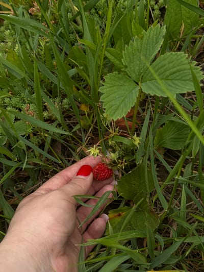 In Susly, Ukraine, a light-skinned hand with red nail polish on the thumb is shown amidst dense green vegetation. The hand is in contact with a small, red, textured berry, consistent with a wild strawberry, which remains attached to its stem and green calyx. Surrounding the berry and hand are various green plants: prominent blades of grass, characteristic trifoliate strawberry leaves, and clusters of a low-lying, succulent ground cover. Multiple undeveloped green berries or spent flower structures are also visible on the strawberry plant.