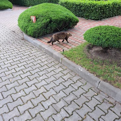 A fluffy, brown and black tabby cat walks on a paved walkway in Tairove, Ukraine. The walkway is made of interlocking grey pavers, with some grass growing between them. To the left of the walkway is a large, rounded green bush with a small, red sign embedded in it. To the right of the walkway is a patch of grass and another smaller, rounded green bush. In the background, a dense green hedge forms a backdrop. The cat is in mid-stride, with its tail extended and its body angled towards the right. The lighting suggests it is daytime.